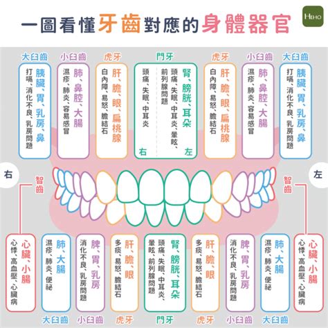 門牙痛|牙痛可能是內臟警訊？一圖看懂牙齒對應的身體器官